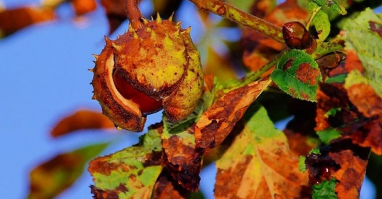 В Мариуполе активизировалась моль-мутант, пожирающая листья каштанов