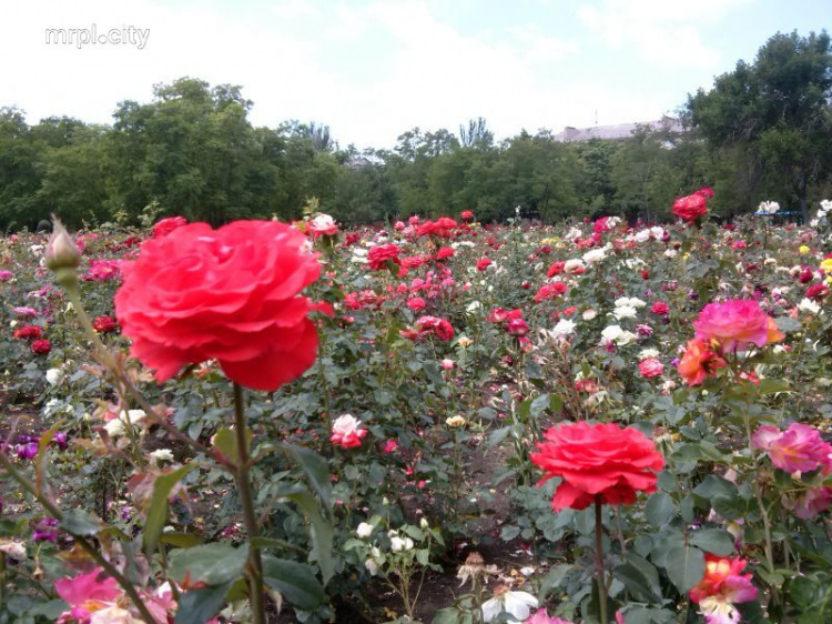   От мариупольского дендропарка остался островок роз, который облюбовали фанаты селфи (ФОТО)