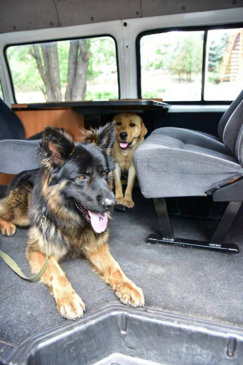 Собаки-полицейские в Мариуполе будут ездить на собственном автомобиле (ФОТО+ВИДЕО)