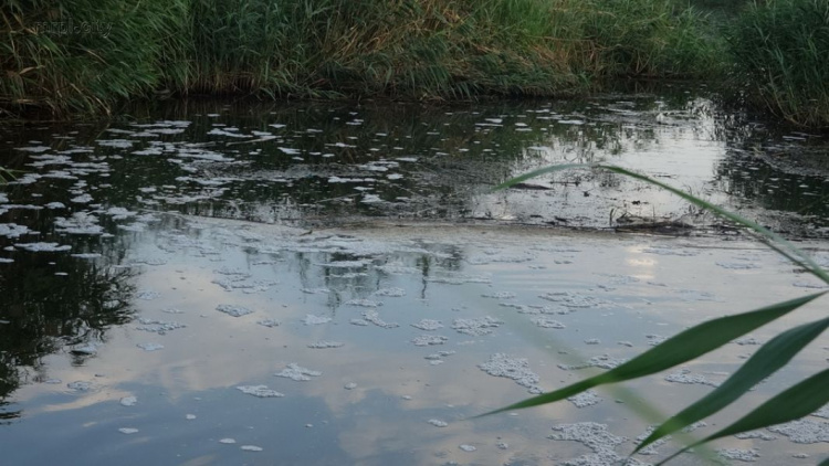 Река, снабжающая Мариуполь водой, покрыта мертвой рыбой (ФОТОФАКТ)