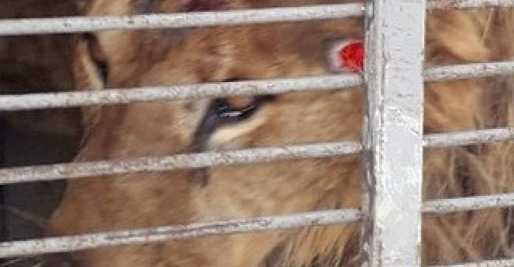 Зоозащитники требуют закрыть «зоопарк смерти» на Донетчине (ФОТО)