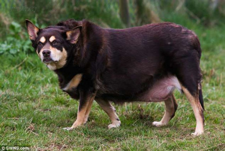 Страдающую ожирением собаку перепутали со свиньей (ФОТО+ВИДЕО)