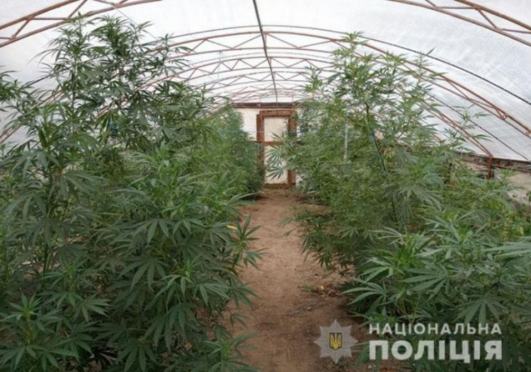 В Донецкой области «фермер» выращивал помидоры, кукурузу и коноплю (ФОТО)