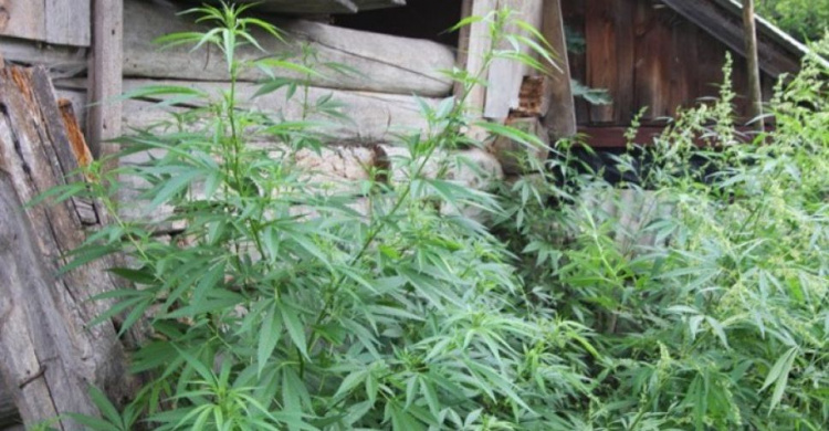 У жителя Донетчины  обнаружили почти 500 наркосодержащих растений