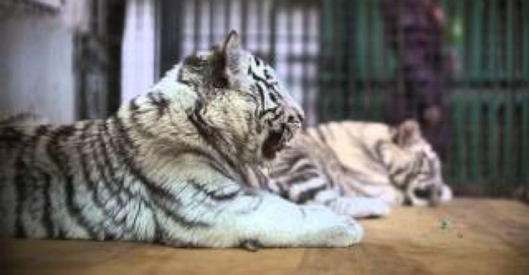 В Мариуполь приехали белые тигрята: таких в мире всего 130 (ФОТО)