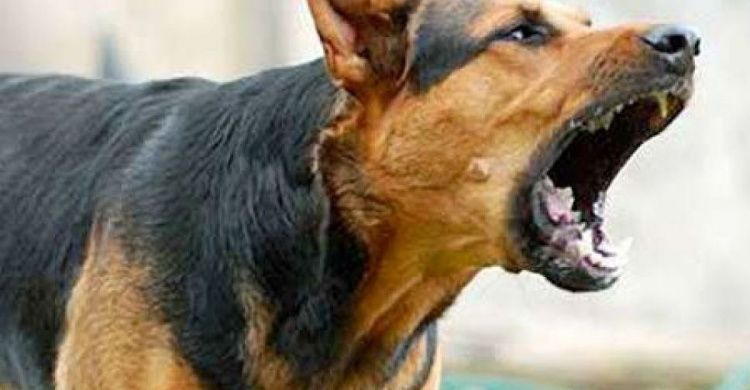 В Мариуполе мужчина натравил собаку на полицейских