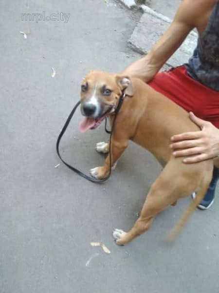 Заберите, или сдохнет: в Мариуполе хозяева бросили породистого щенка привязанным к дереву (ФОТО)