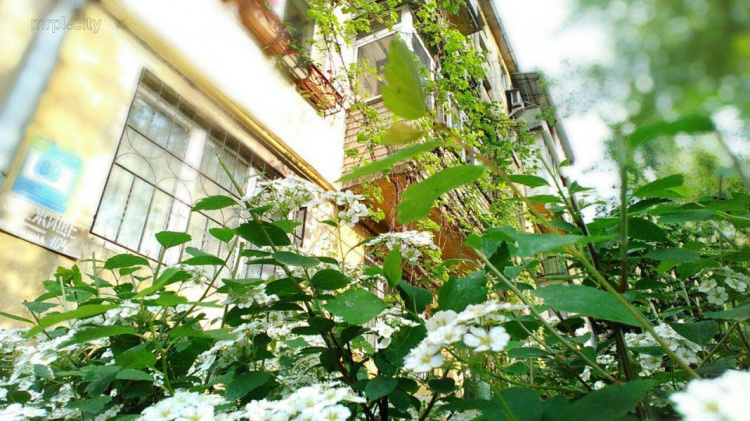 Мариупольцы превратили двор в большой цветущий сад (ФОТО)
