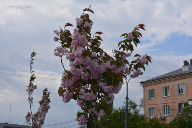 В центре Мариуполя расцвела сакура (ФОТОФАКТ)