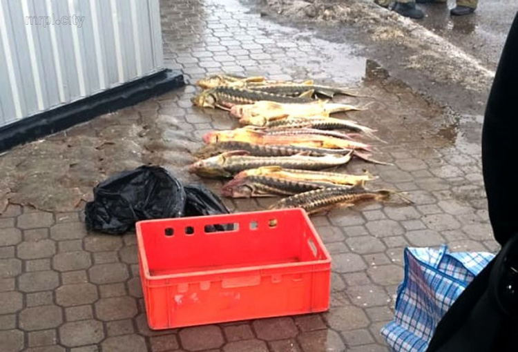 На участке дороги Мариуполь – Мангуш полиция получила «улов» в сотни килограммов красной рыбы