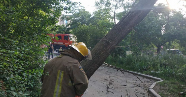 В Мариуполе аварийное дерево нависло над тротуаром: прибыли спасатели (ФОТО)