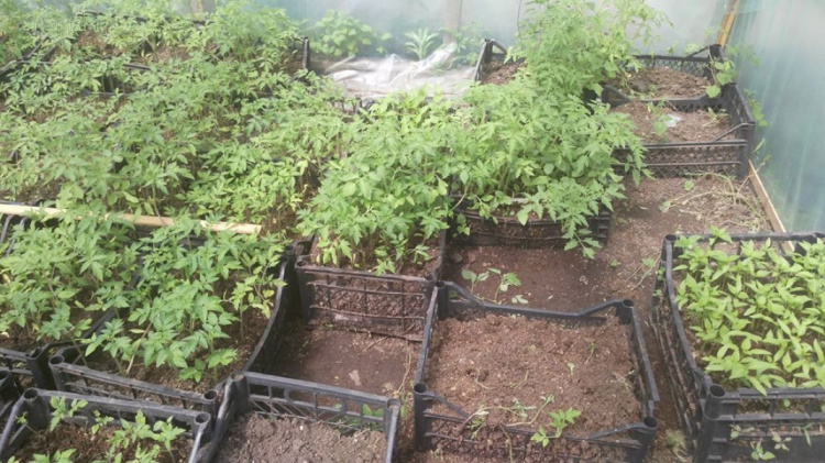 Мариуполец раздает бесплатно тысячи кустов овощной рассады (ФОТО)