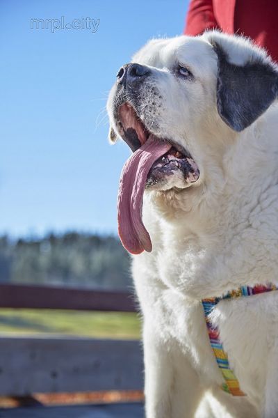 Чудо природы: найдена собака с самым длинным языком в мире (ВИДЕО)