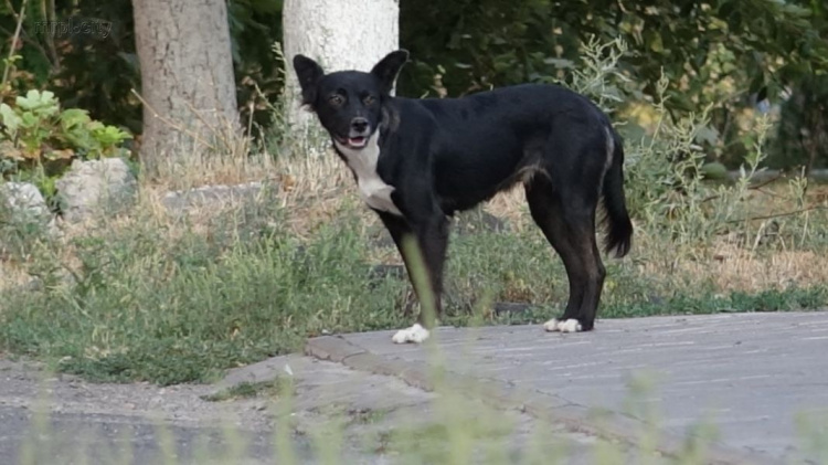 В полумиллионном Мариуполе нашлось 20 добровольцев, которые посчитают бездомных собак (ФОТО)