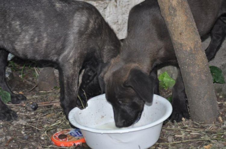 В мариупольский двор подбросили двух щенков: им ищут хозяев (ФОТО)