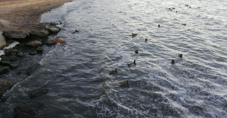 Собаки охотятся на уток возле мариупольского пирса, а люди кормят чаек на лету (ФОТОФАКТ)