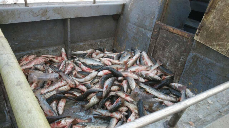 Под Мариуполем браконьеры выловили около 200 кг рыбы (ВИДЕО)