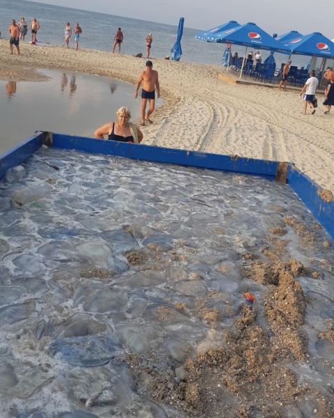 Побережье курортного посёлка под Мариуполем лопатами очищали от медуз