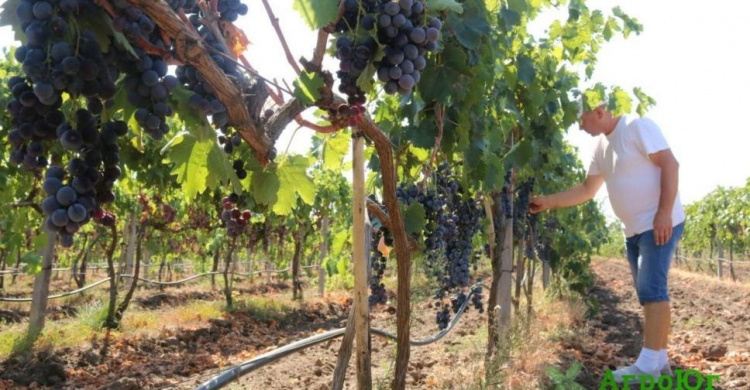 Вино местного фермера может стать одним из брендов ОТГ Донетчины