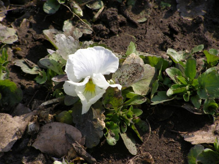 Мариупольская «Веселка» уже цветет и готовится к открытию (ФОТО)