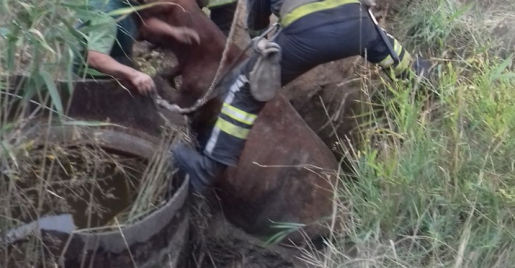 В празднующем Мариуполе спасали крупное животное, попавшее в западню (ФОТО)