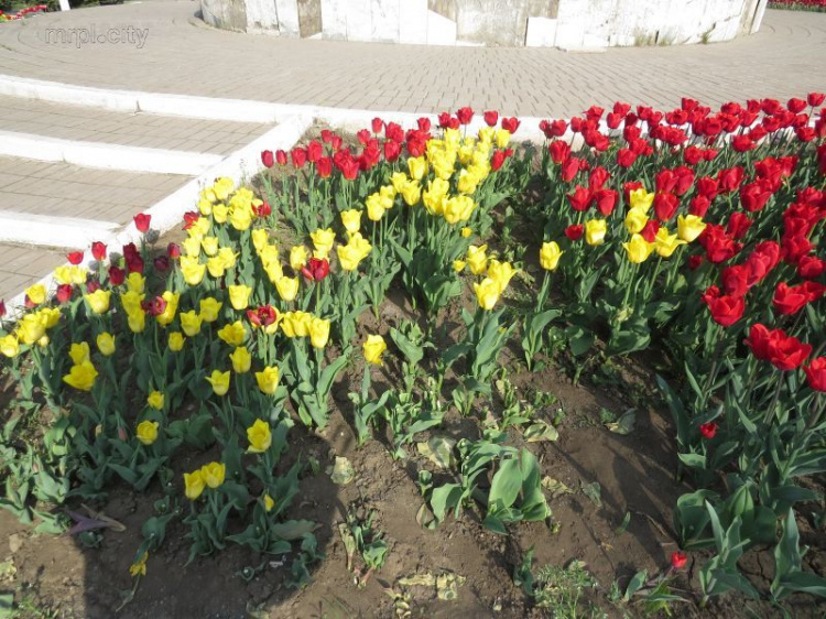 Мариупольцы вновь атаковали клумбы с тюльпанами, разрушая цветочные картины (ФОТОФАКТ)