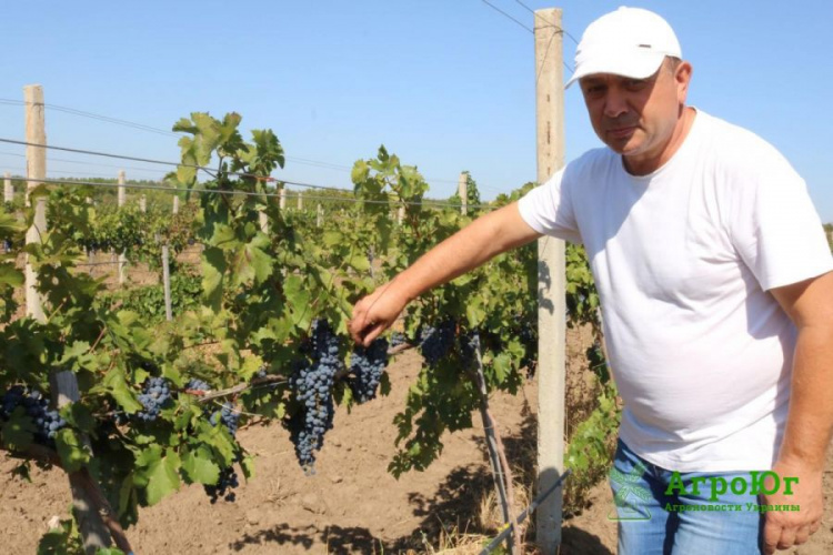 Вино местного фермера может стать одним из брендов ОТГ Донетчины