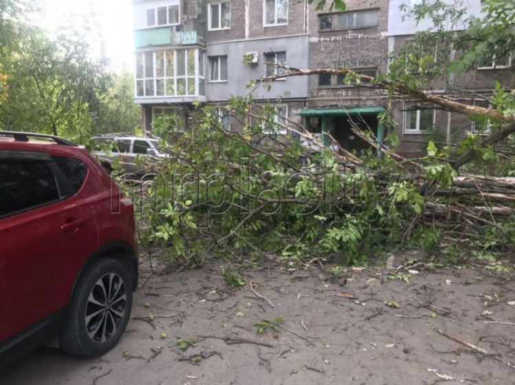 В Мариуполе возле жилого дома упало дерево: разбит автомобиль (ФОТОФАКТ)