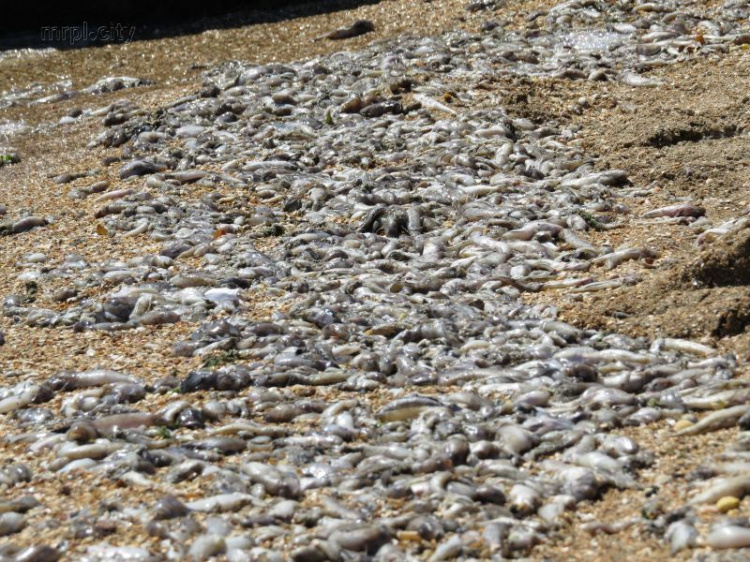 Последствия ЧП на море. С пляжей Мариуполя уже собрали более 350 кг мёртвой рыбы (ФОТОФАКТ)