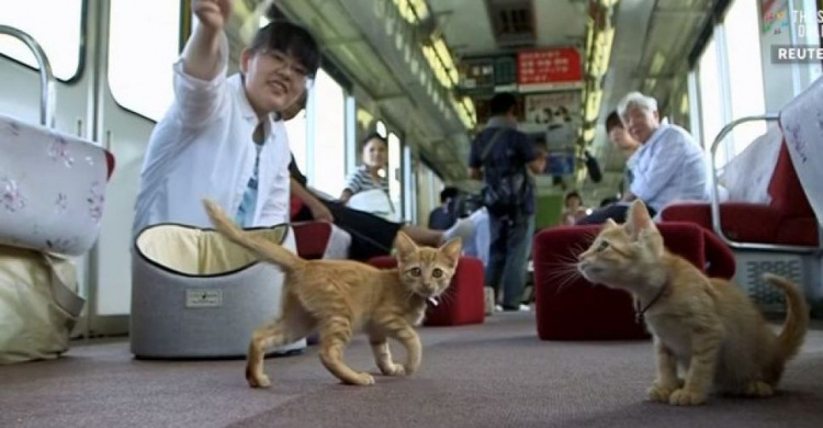 Японская железная дорога запустила поезд с котами (ВИДЕО)