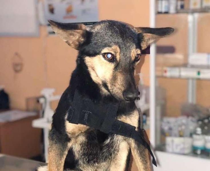 В Мариуполе жестоко подстрелили маленького щенка (ФОТО)
