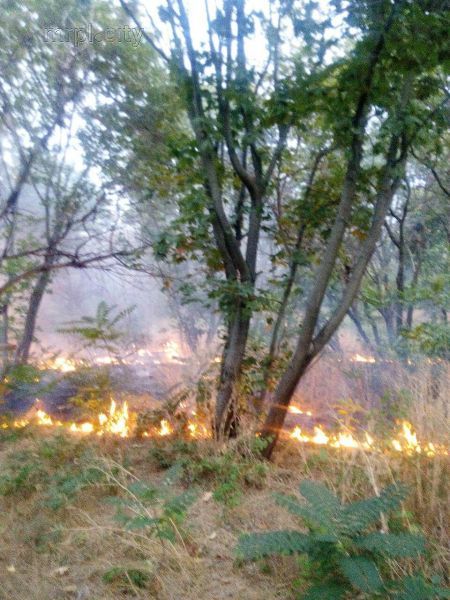 В Мариупольском парке выгорело 400 кв.м сухой травы (ФОТО+ВИДЕО)