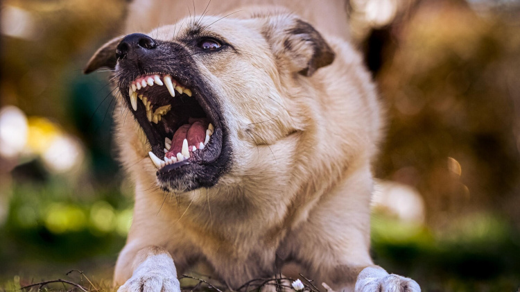 Маріупольців тероризують зграї здичавілих собак