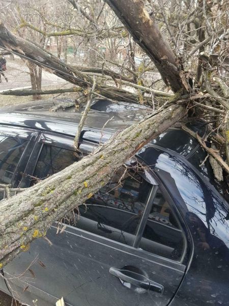В Мариуполе деревья падают на припаркованные автомобили (ФОТО)