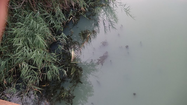 Река, снабжающая Мариуполь водой, покрыта мертвой рыбой (ФОТОФАКТ)