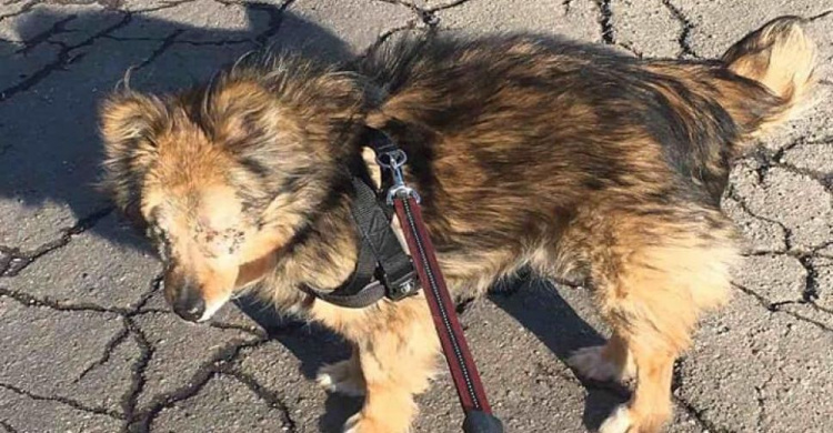 В Мариуполе собаке, пострадавшей в ДТП, ищут заботливого хозяина (ФОТО)