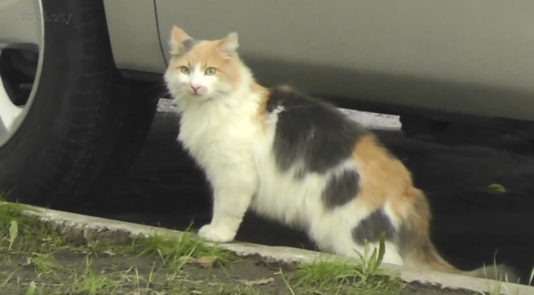 Мариупольцам показали 50 оттенков уличных котиков (ФОТО+ВИДЕО)