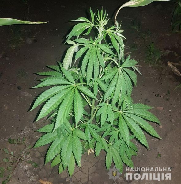 На Донетчине ликвидировали «наркотический лес» (ФОТО)