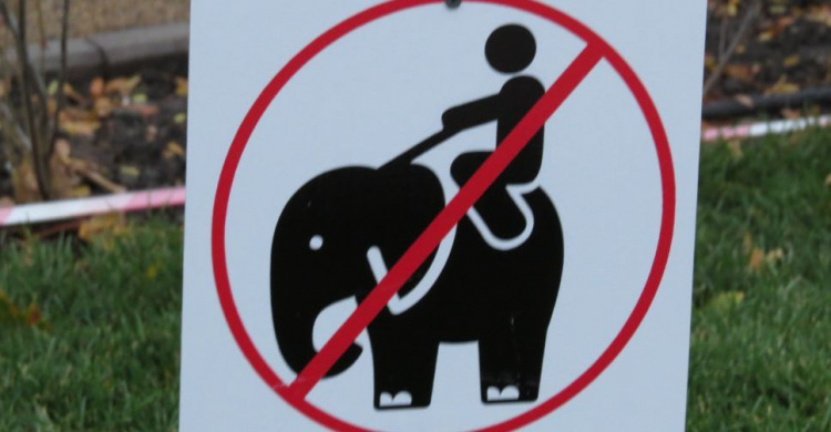 В Мариуполе запретили «катание» на слонах и жирафе. Зеленых «животных» взяли под защиту (ФОТОФАКТ)