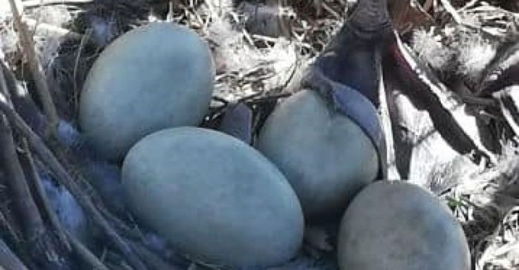 Мариуполец продал яйца редких черных лебедей, стоимостью 300 долларов за штуку, за бутылку «бормотухи» (ФОТО)