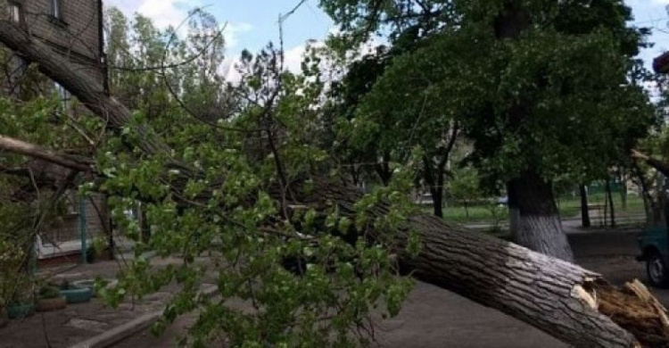 В Мариуполе упавшее дерево заблокировало проезд автомобилей