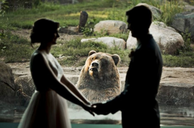 Эмоциональный медведь попал на свадебные фото