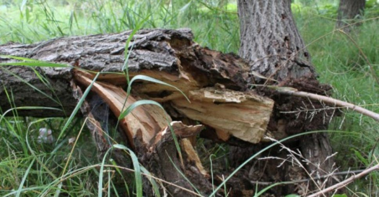 Аварийная ситуация: в Мариуполе дерево рухнуло на электропровода