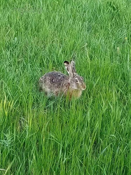 В мариупольском парке замечен заяц (ФОТО+ВИДЕО)