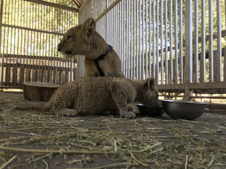 В мариупольском зоопарке можно будет поиграться с львятами (ФОТОФАКТ)