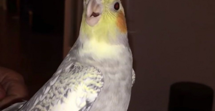 Пернатый айфон: попугай поет мелодию звонка (ВИДЕО)