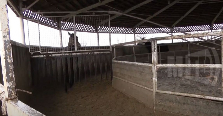 Под Мариуполем разводят лошадей на лучшем конном заводе Украины