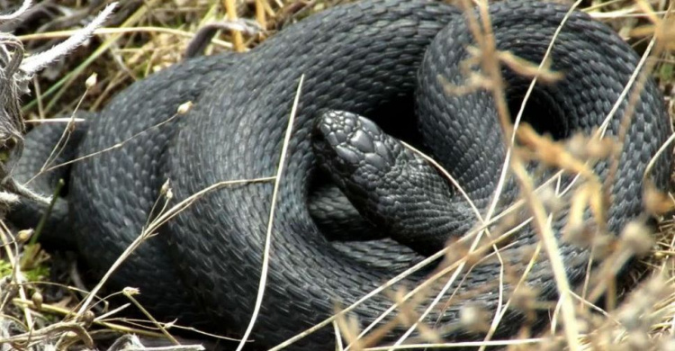 «Ползучий сезон» открыт: как мариупольцам защититься от змей