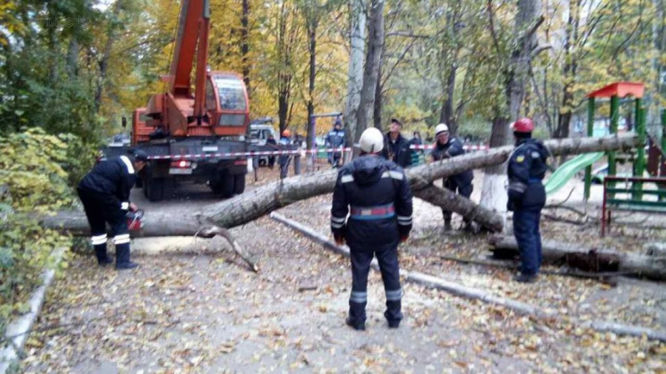 В Мариуполе пятнадцатиметровое дерево «накрыло» четыре автомобиля (ФОТО)