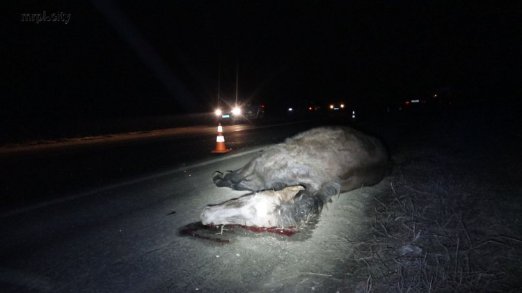 На трассе в Мариуполе от столкновения со Skoda Octavia погибла лошадь (ФОТО+ВИДЕО)